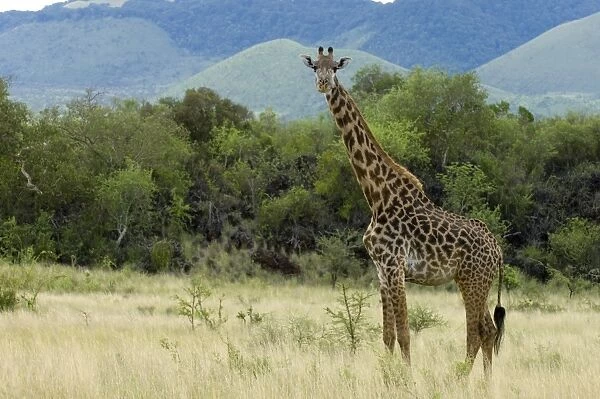 Masai giraffe, Tsavo West National Park, Kenya, East Africa, Africa