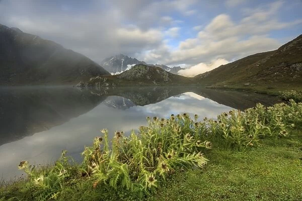 Mist and flowers frames The Fenetre Lakes Ferret Valley, Saint Rhemy, Grand St Bernard
