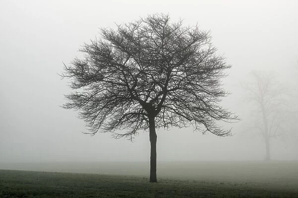 Misty dawn, Victoria Park, Bristol, England, United Kingdom, Europe