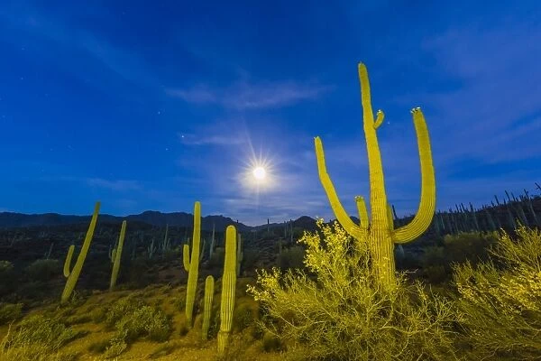 Full moon on saguaro cactus (Carnegiea gigantea), Sweetwater Preserve, Tucson, Arizona