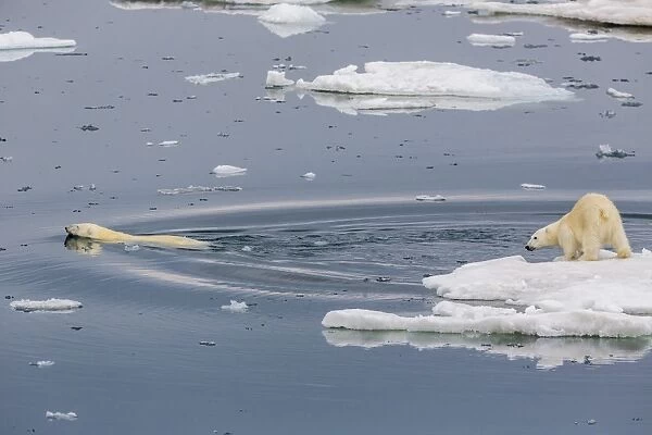 Mother polar bear (Ursus maritimus) swimming with second year cub on ice in Olgastretet off Barentsoya, Svalbard, Norway, Scandinavia, Europe