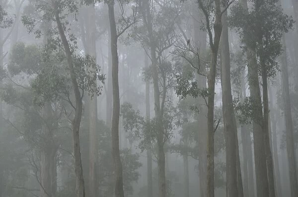 Mountain Ash forest in fog, Dandenong Ranges National Park, Dandenong Ranges