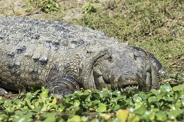 Mugger crocodile (Crocodylus palustris) (Marsh Crocodile) on a riverbank, Chitwan National Park