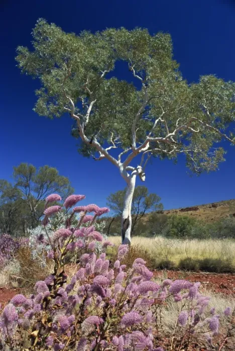 Framed Print : Mulla mulla wildflowers and eucalyptus tree Print, Karijini National Park Framed Print : Mulla mulla wildflowers and eucalyptus tree Print, Karijini National Park