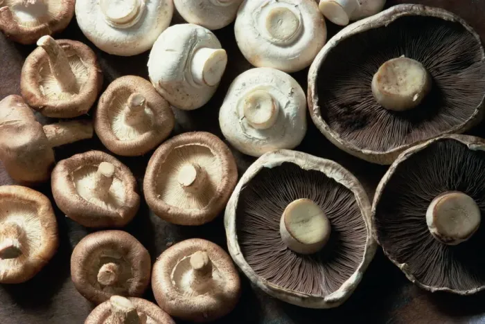 Framed Print : Mushrooms Print Framed Print : Mushrooms Print