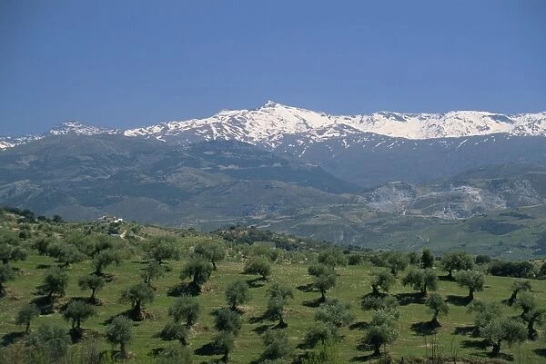 Olive groves with snow-capped Sierra Nevada beyond