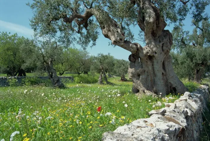 Framed Print : Olive Tree Print, Puglia Landscape Framed Print : Olive Tree Print, Puglia Landscape