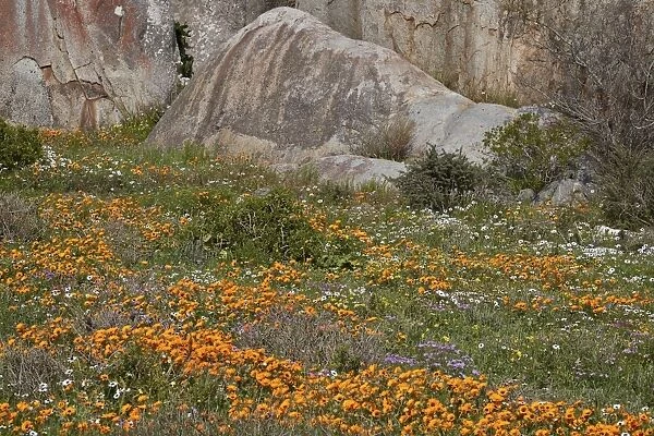 Orange, purple, white and yellow wildflowers, West Coast National Park, South Africa