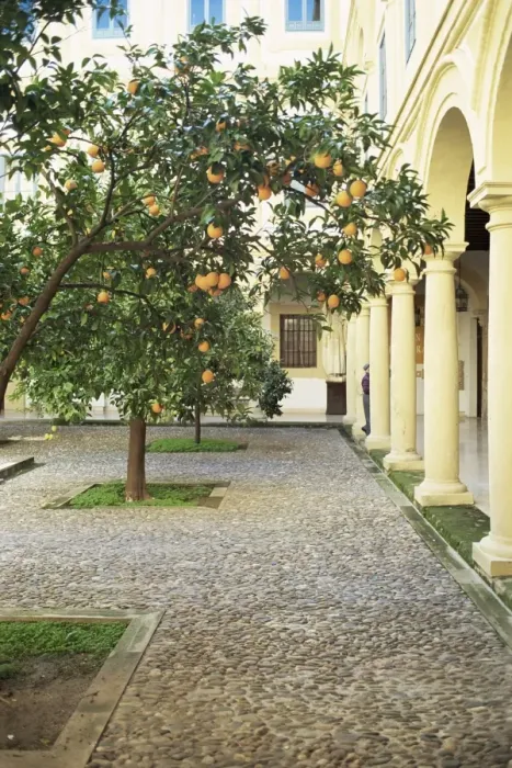 Framed Print : Orange Tree Print Framed Print : Orange Tree Print