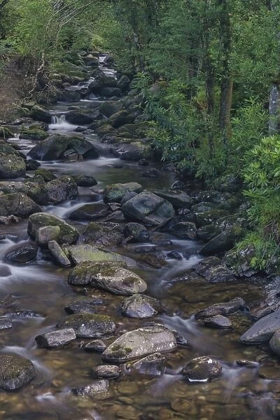 Owengarriff River, Killarney National Park, County Kerry, Munster, Republic of Ireland