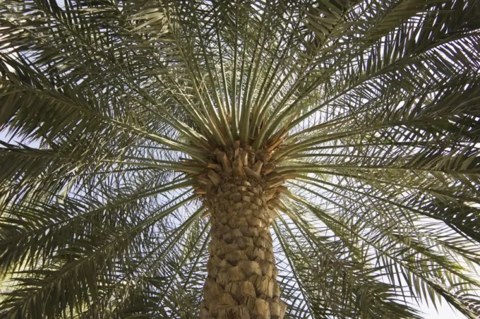 Framed Print : Palm Tree Print Framed Print : Palm Tree Print