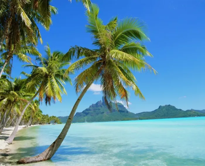Framed Print : Palm Trees and Beach Print, Bora Bora Landscape Framed Print : Palm Trees and Beach Print, Bora Bora Landscape