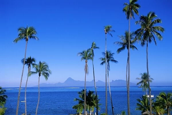 Palm trees and island