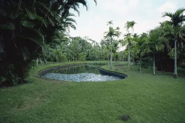 Framed Print : Pamplemousse Gardens Print, Mauritius Landscape Framed Print : Pamplemousse Gardens Print, Mauritius Landscape
