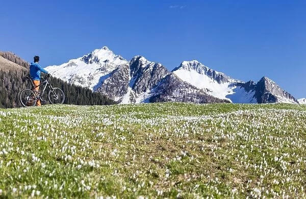 Panorama of cyclist with mountain bike framed by crocus in bloom, Albaredo Valley