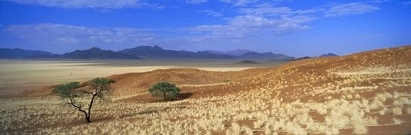 Panoramic view of trees and mountains in desert landscape