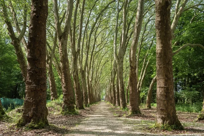 Framed Print : Plane Tree Aisle Print Framed Print : Plane Tree Aisle Print