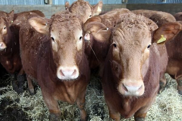 Pedigree South Devon cattle, Devon, England, United Kingdom, Europe