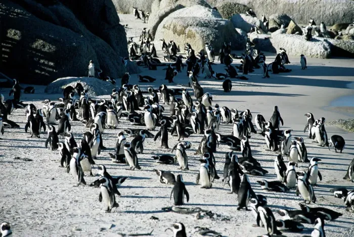 Framed Print : Penguins at Boulder Beach Print Framed Print : Penguins at Boulder Beach Print