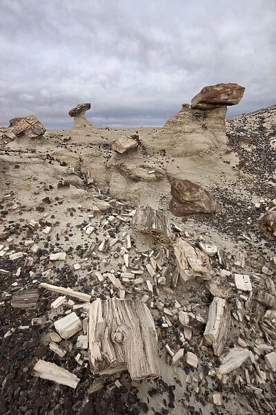 Petrified wood in the badlands on a cloudy day, San Juan Basin, New Mexico, United States of America, North America