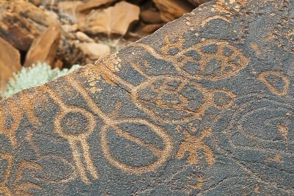 Petroglyphs or rock engravings, Twyfelfontein, UNESCO World Heritage Site, Damaraland, Kunene Region, Namibia, Africa