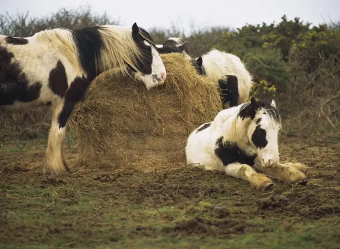 Framed Print : Piebald Welsh Ponies Print Framed Print : Piebald Welsh Ponies Print