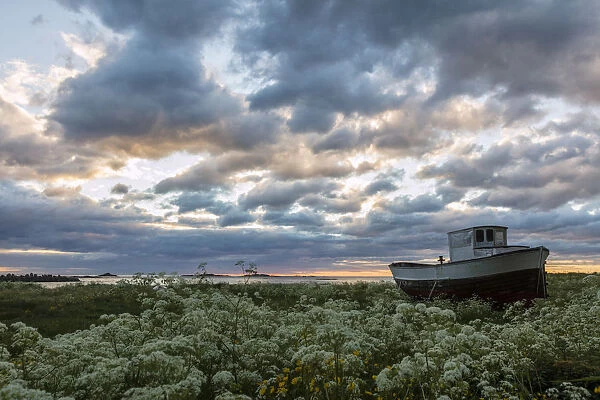 Pink clouds and midnight sun on an old boat in green meadows of blooming flowers