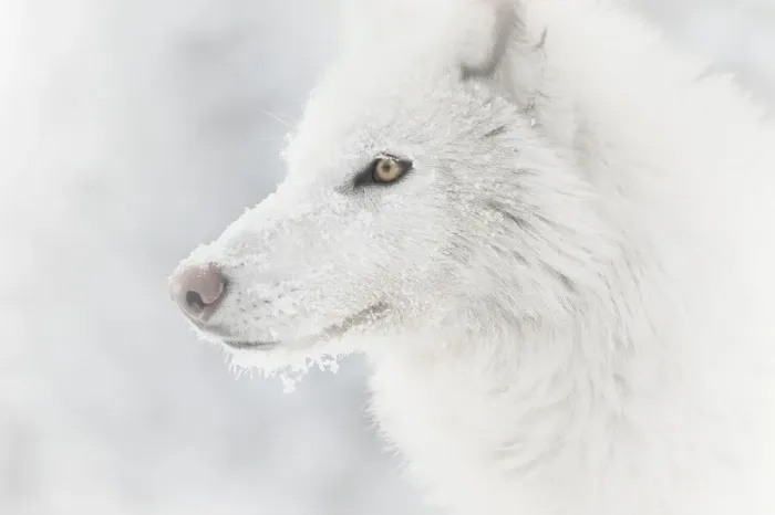 Framed Print : WorldInPrint Print: Arctic Wolf (Canis lupus arctos) Framed Print : WorldInPrint Print: Arctic Wolf (Canis lupus arctos)