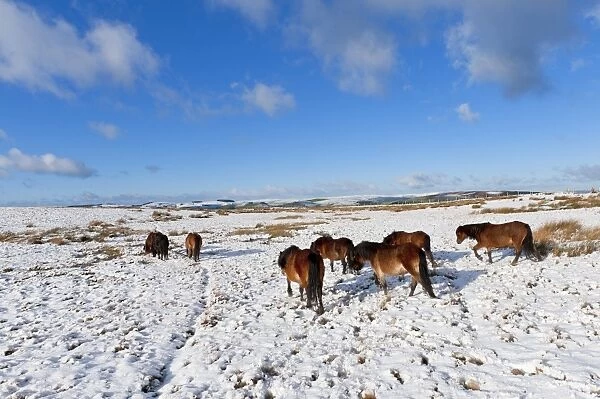 Ponies forage for food in the snow on the Mynydd Epynt moorland, Powys, Wales, United Kingdom