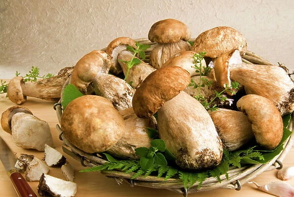 Porcini (penny bun) (cep) mushrooms, (Boletus edulis), Italy, Europe