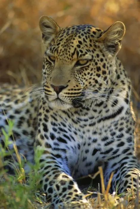 Framed Print : Okavango Delta Leopard Print Framed Print : Okavango Delta Leopard Print