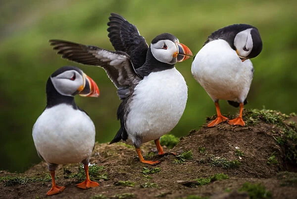 Puffins at the Wick, Skomer Island, Pembrokeshire Coast National Park, Wales, United