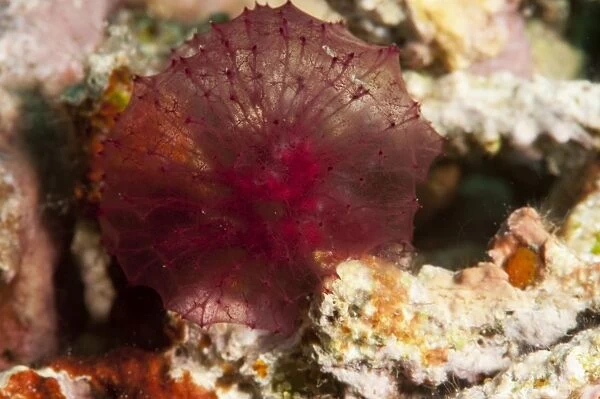 Red algae, Komodo, Indonesia, Southeast Asia, Asia