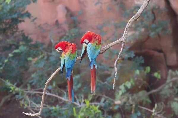Red-and-green macaws (Ara chloropterus) perched on a branch in Buraco das Araras