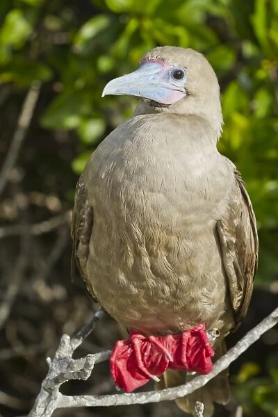 Red-footed booby (Sula sula), Genovesa Island, Galapagos Islands, UNESCO World Heritage Site, Ecuador, South America