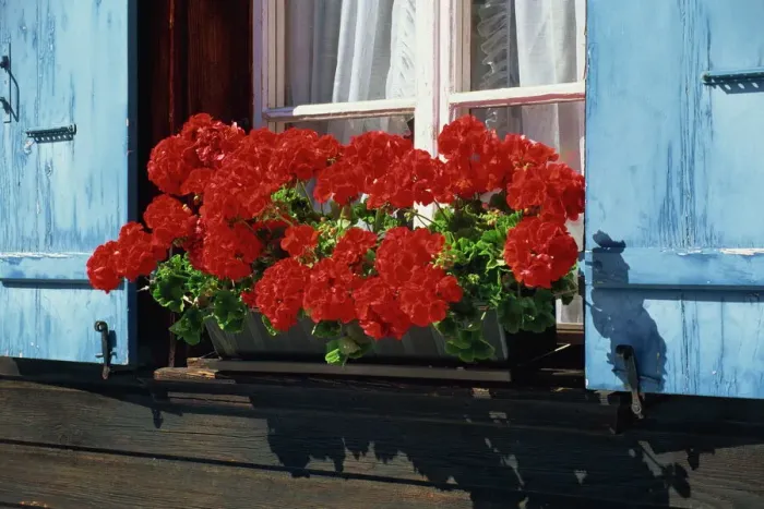 Framed Print : Red Geraniums and Blue Shutters Print Framed Print : Red Geraniums and Blue Shutters Print