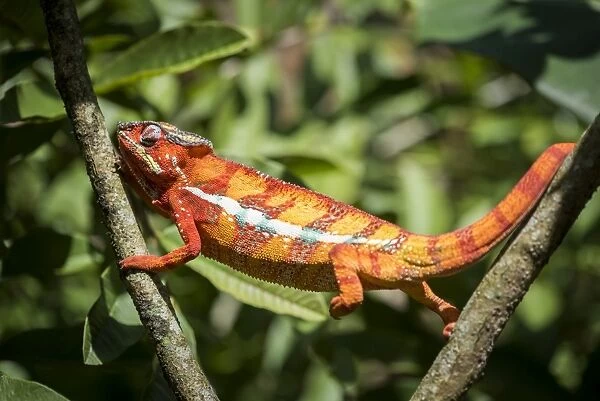 Red panther chameleon (Furcifer pardalis), endemic to Madagascar, Africa