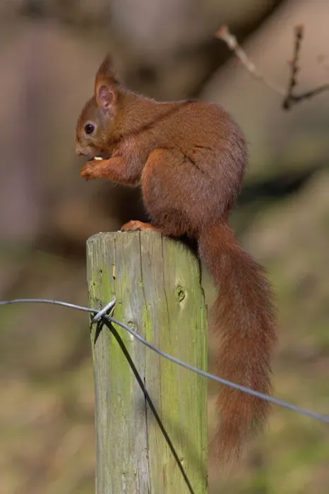 Framed Print : Red Squirrel Print - Formby Landscape Framed Print : Red Squirrel Print - Formby Landscape