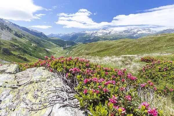 Rhododendrons frame the green alpine landscape, Montespluga, Chiavenna Valley, Sondrio province