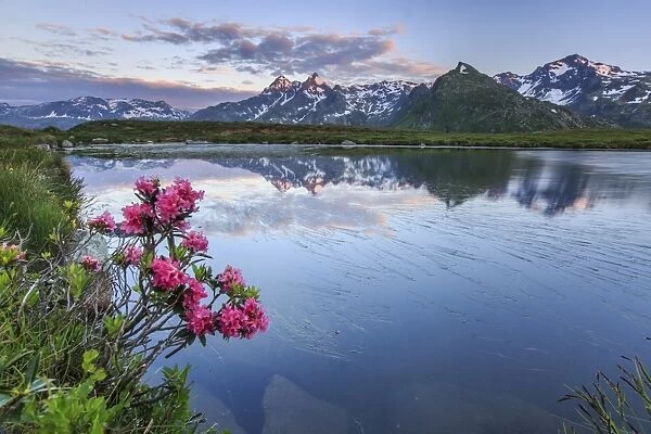 Rhododendrons surround Mount Cardine reflected in Lake Andossi at sunrise, Chiavenna Valley