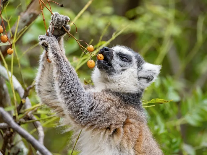 Framed Print : Ring-tailed lemur Print Framed Print : Ring-tailed lemur Print
