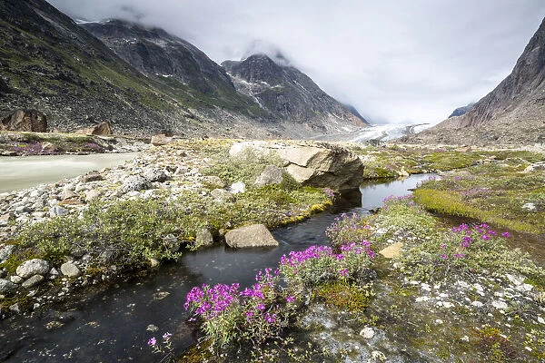 River beauties (dwarf fireweed) line the edge of a melt-water river from Igdlorssuit