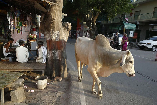 Road and sidewalk with cow in Vrindavan, Uttar Pradesh, India, Asia