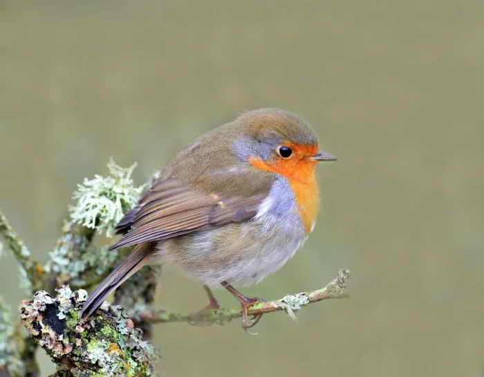 Framed Print : Robin Print, Lake District Landscape Framed Print : Robin Print, Lake District Landscape