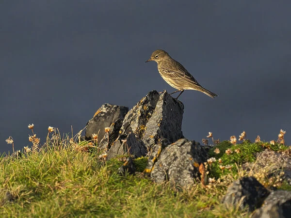 Rock Pipit, County Clare, Munster, Republic of Ireland, Europe
