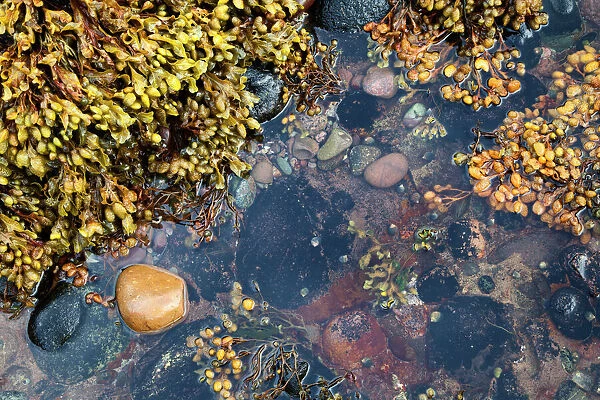 Rock pool at Catterline, Aberdeenshire, Scotland, United Kingdom, Europe