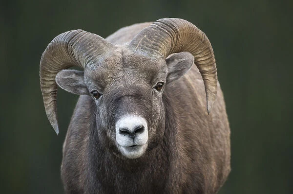 Rocky Mountain Bighorn Sheep Ram (Ovis canadensis), Jasper National Park, Alberta