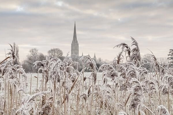Salisbury athedral at dawn in winter, Salisbury, Wiltshire, England, United Kingdom