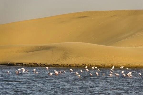 Saltwater pool with flamingos near Walvis Bay, Namibia, Africa