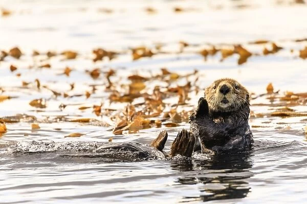 Sea otter (Enhyrda lutris), endangered species, calm waters of Sitka Sound, Sitka